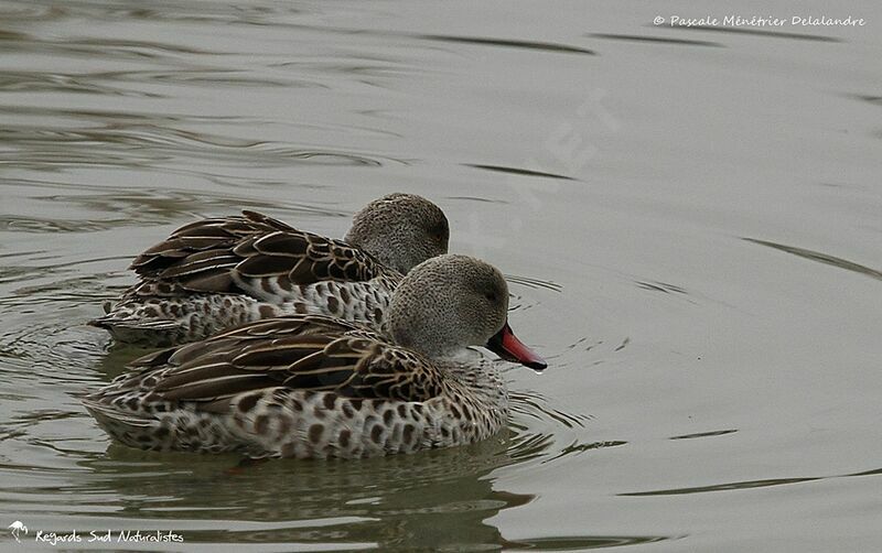 Cape Teal