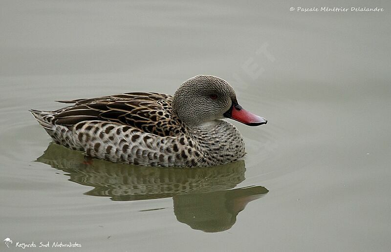 Cape Teal