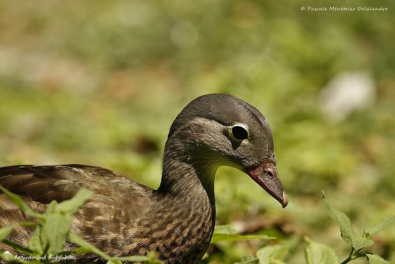 Canard mandarin