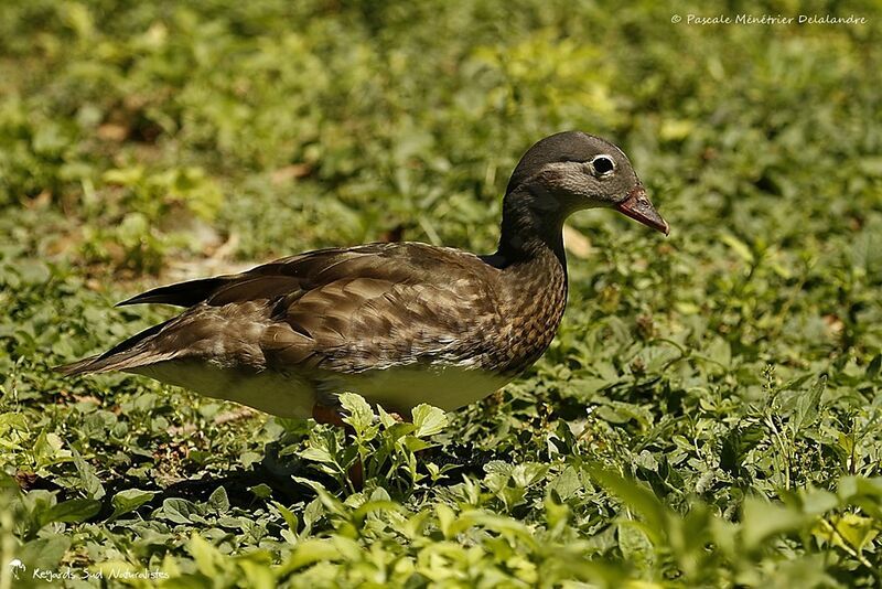 Mandarin Duck