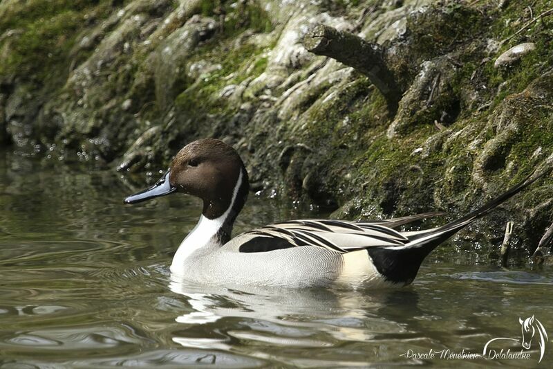 Northern Pintail