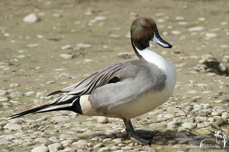 Northern Pintail