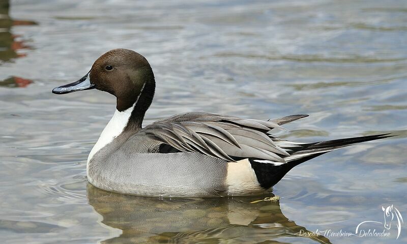 Canard pilet