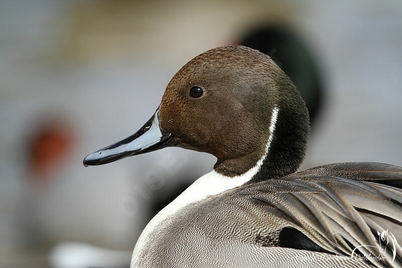 Northern Pintail