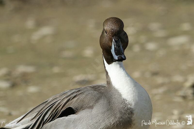 Canard pilet