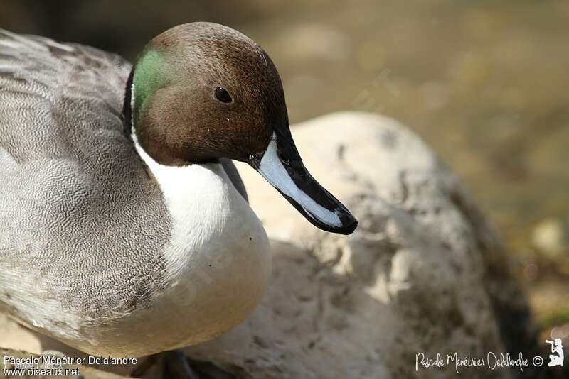 Canard pilet mâle adulte, portrait