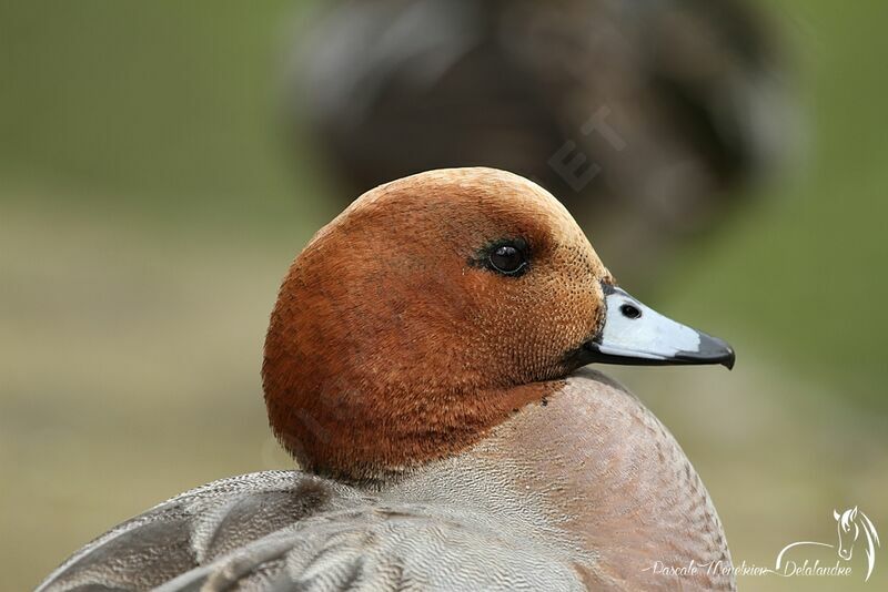 Eurasian Wigeon