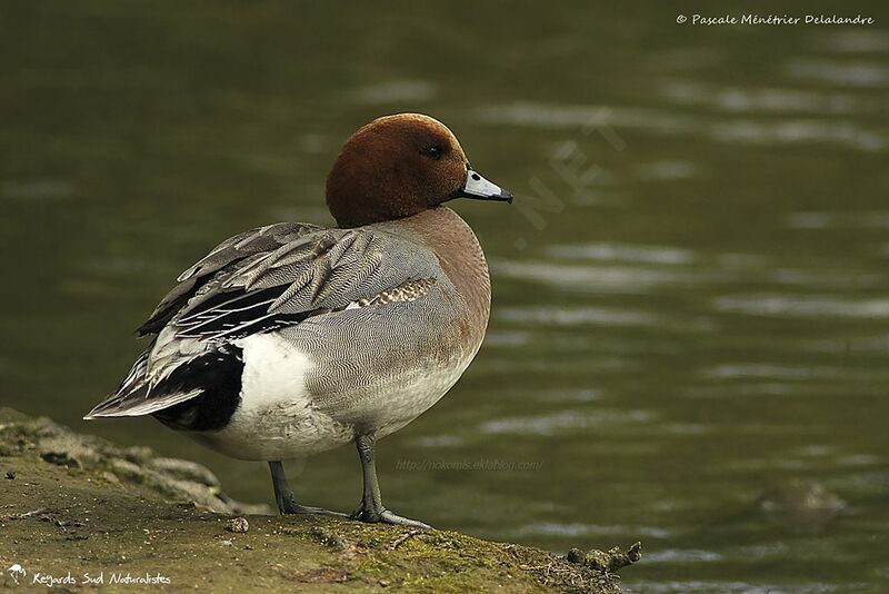 Canard siffleur