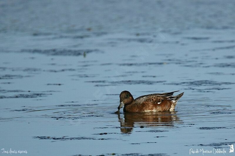 Eurasian Wigeon