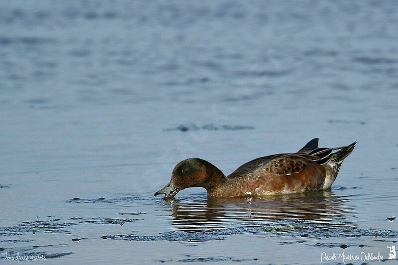 Eurasian Wigeon