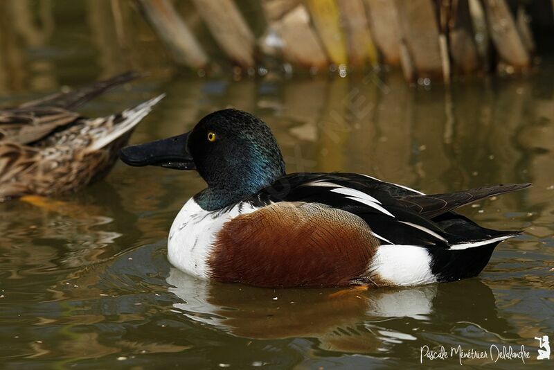 Canard souchet