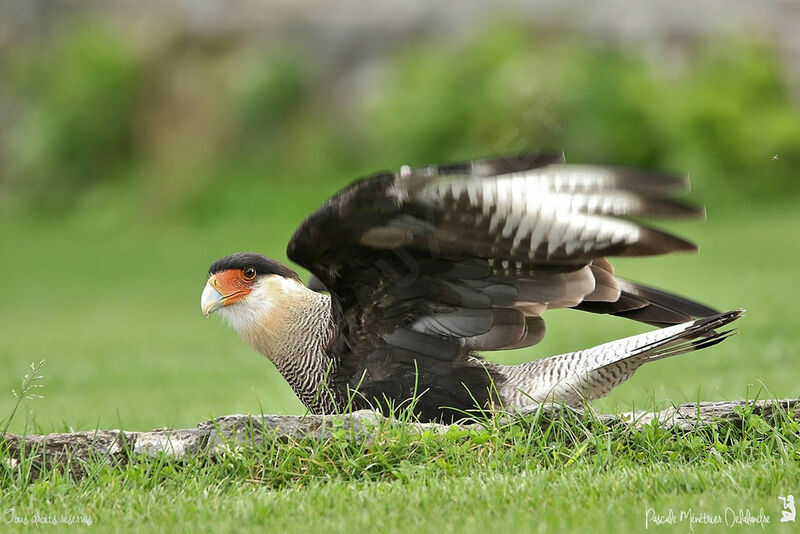 Caracara huppé