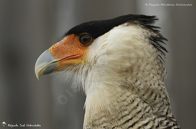 Crested Caracara