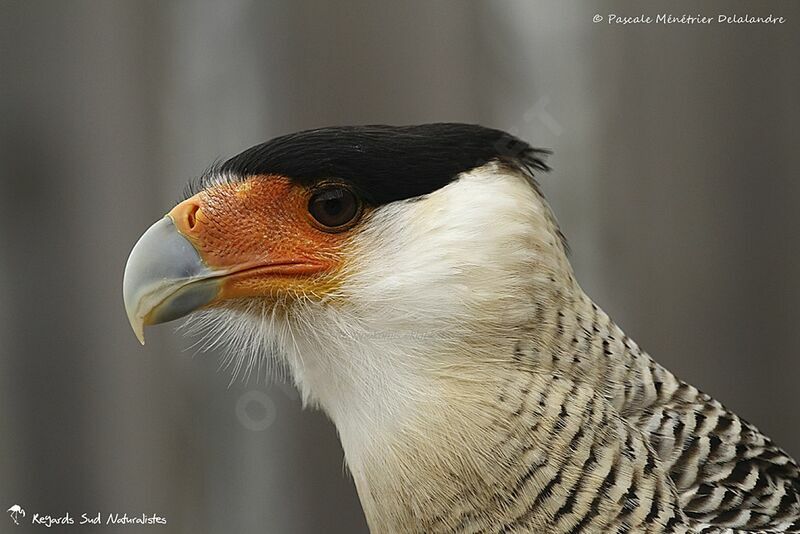 Caracara huppé