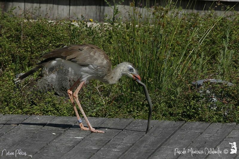 Red-legged Seriema