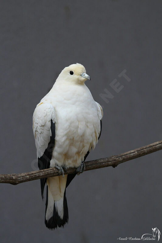 Pied Imperial Pigeon