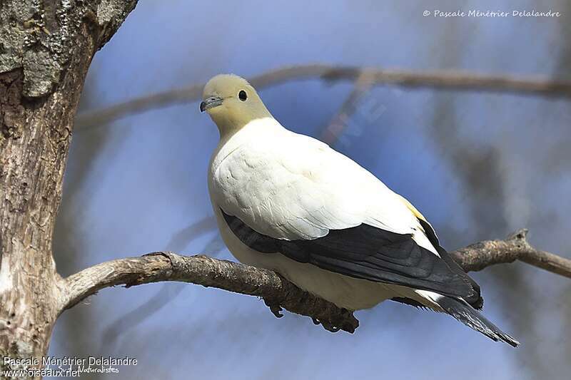 Pied Imperial Pigeon