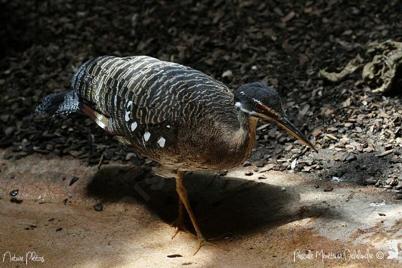 Sunbittern