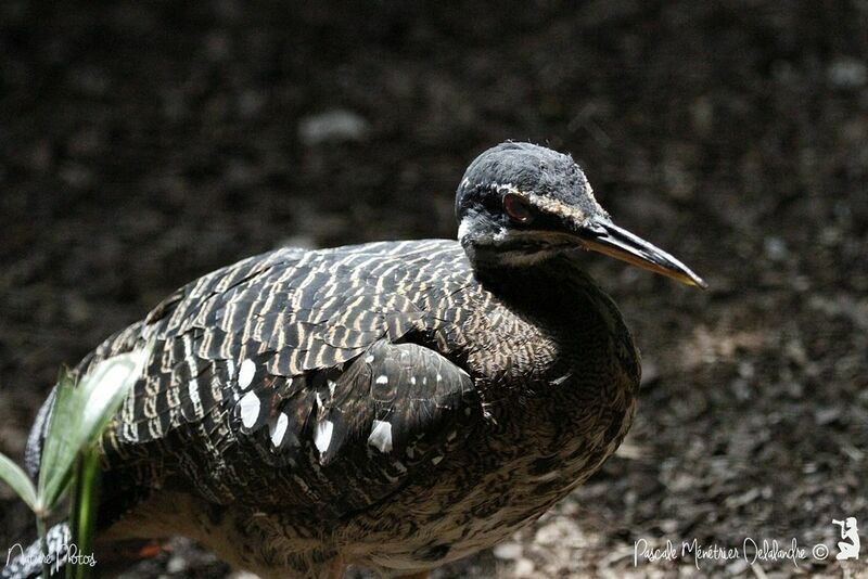 Sunbittern