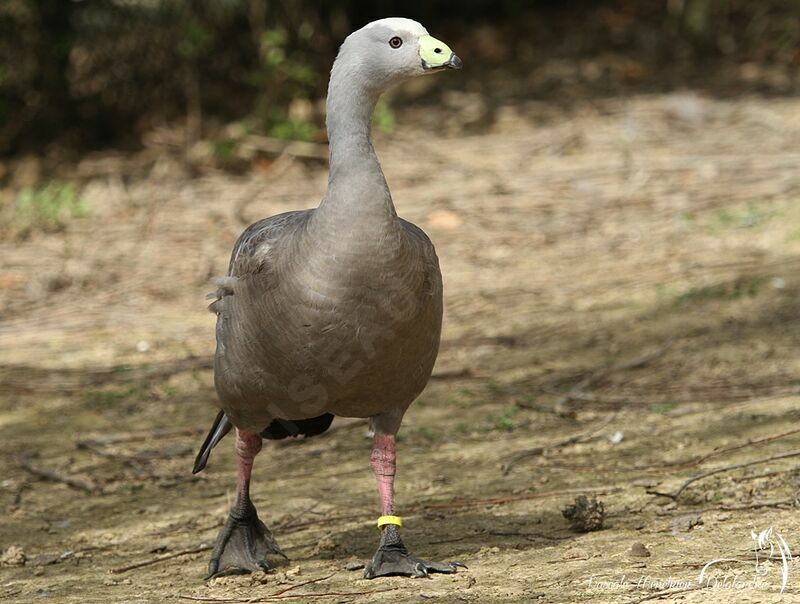 Cape Barren Goose