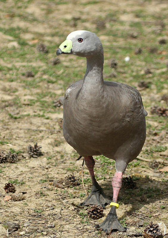 Céréopse cendré