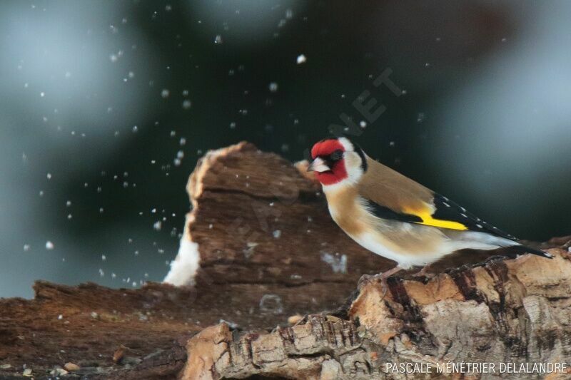 European Goldfinchadult