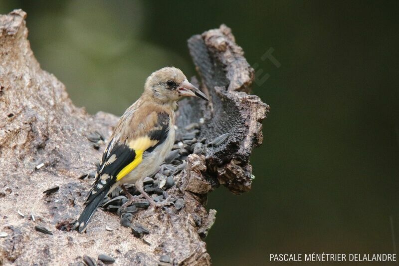 European Goldfinchjuvenile