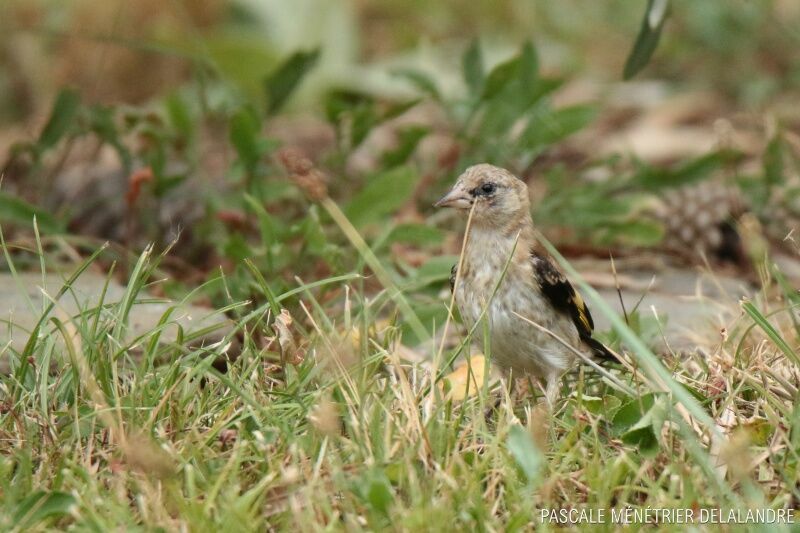 European Goldfinchjuvenile