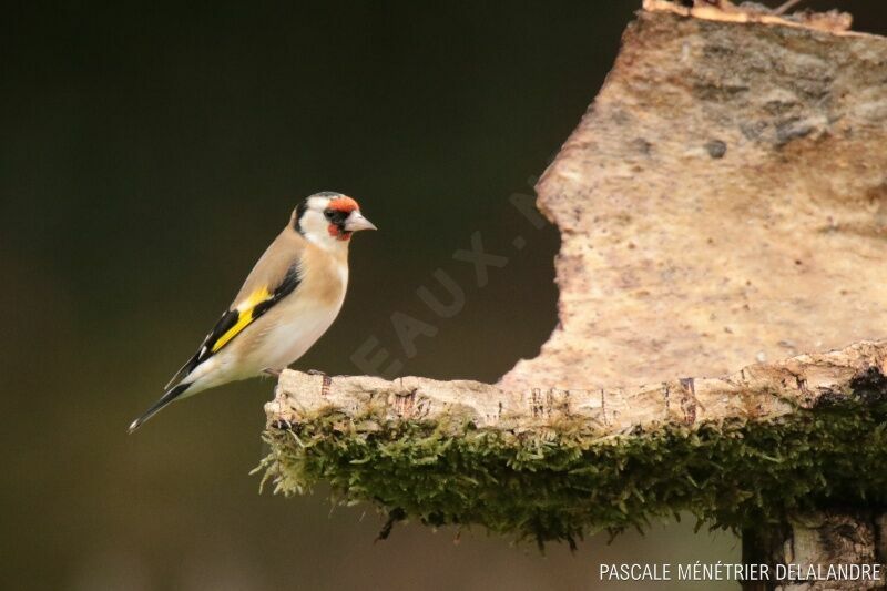 Chardonneret élégantadulte