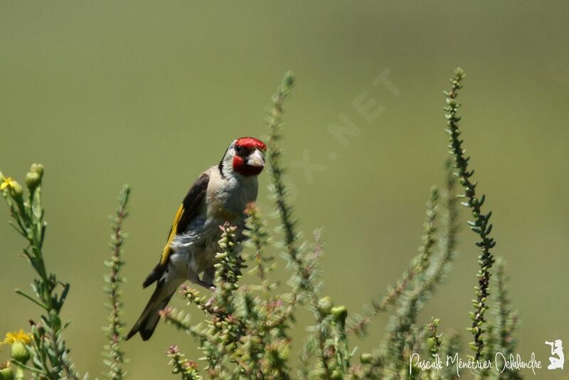 European Goldfinch male