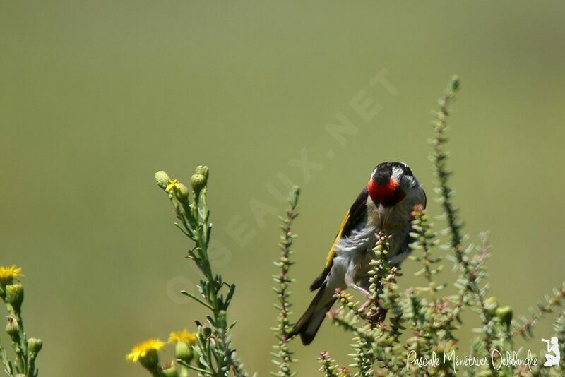 European Goldfinch male