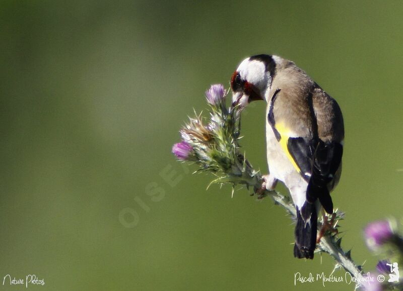 European Goldfinch