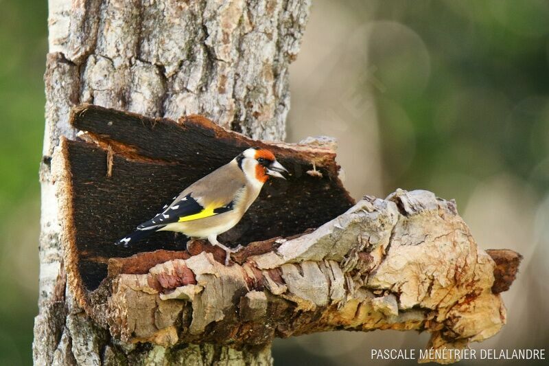 European Goldfinch