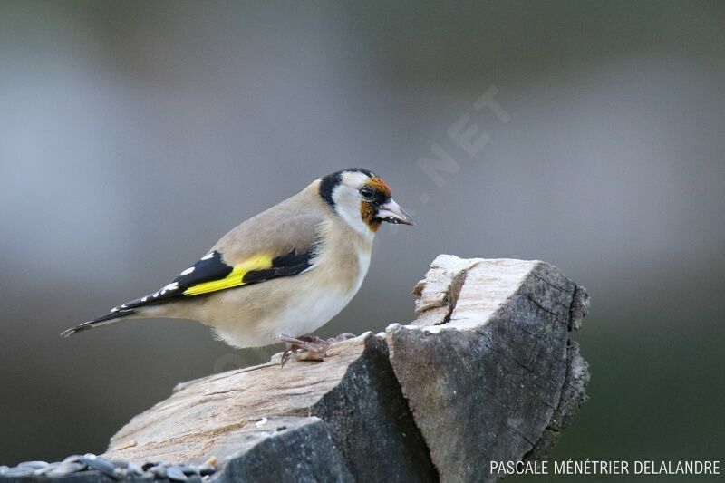 European Goldfinch