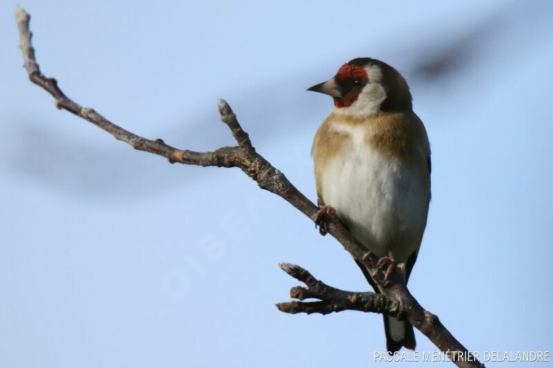 European Goldfinch