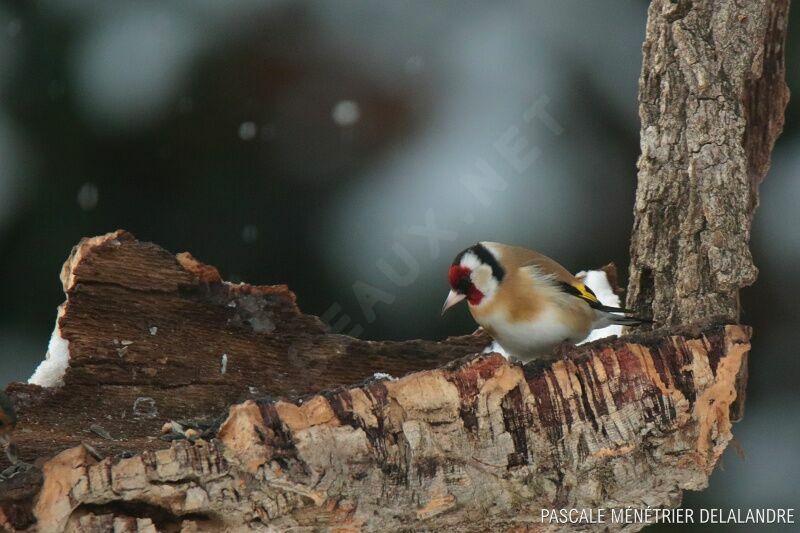 European Goldfinchadult