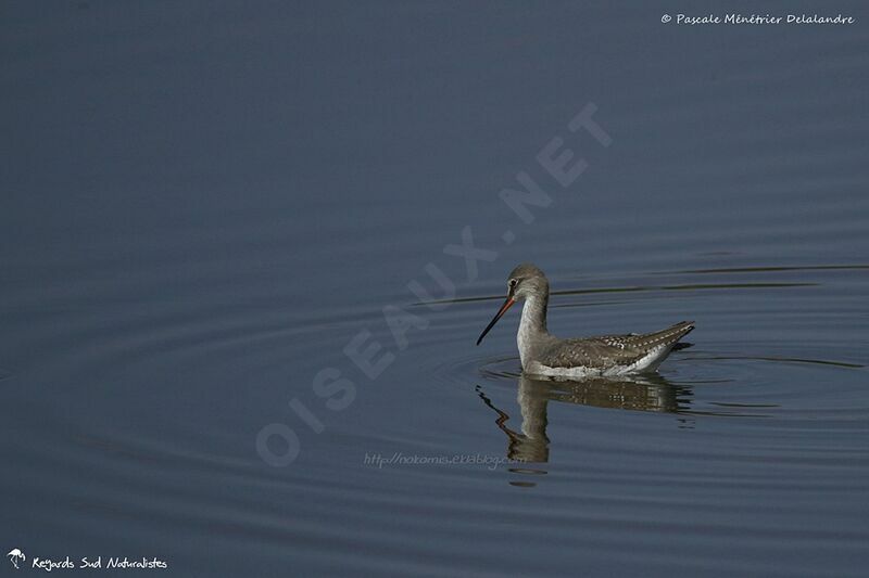 Spotted Redshank