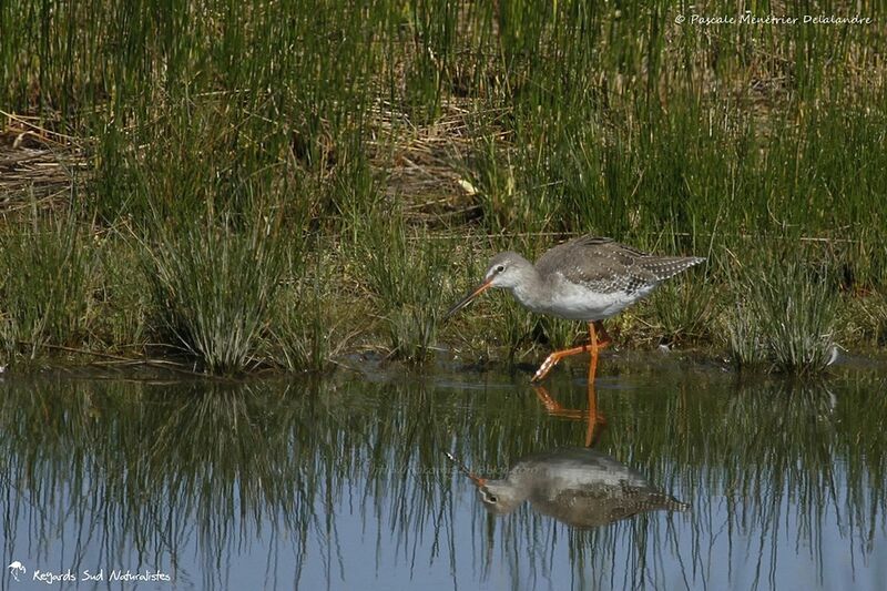 Spotted Redshank