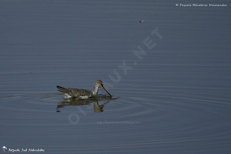 Spotted Redshank