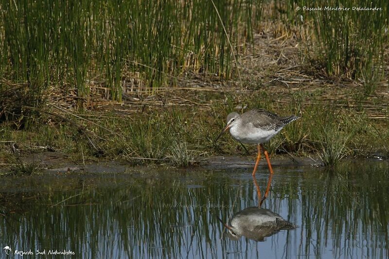 Spotted Redshank