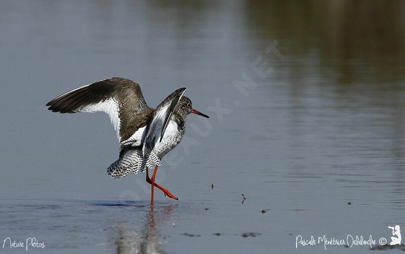 Common Redshank