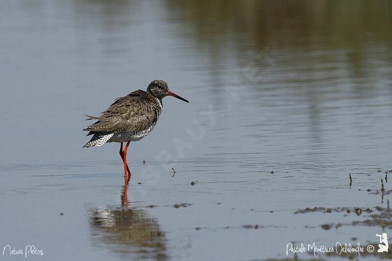 Common Redshank