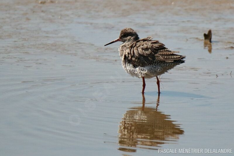 Common Redshank