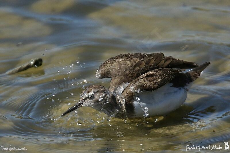 Common Sandpiper