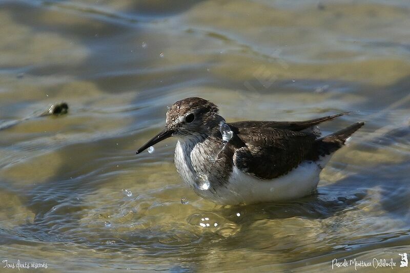 Common Sandpiper