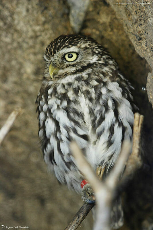 Little Owl