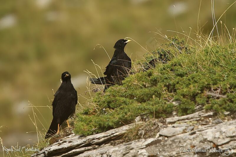 Alpine Chough