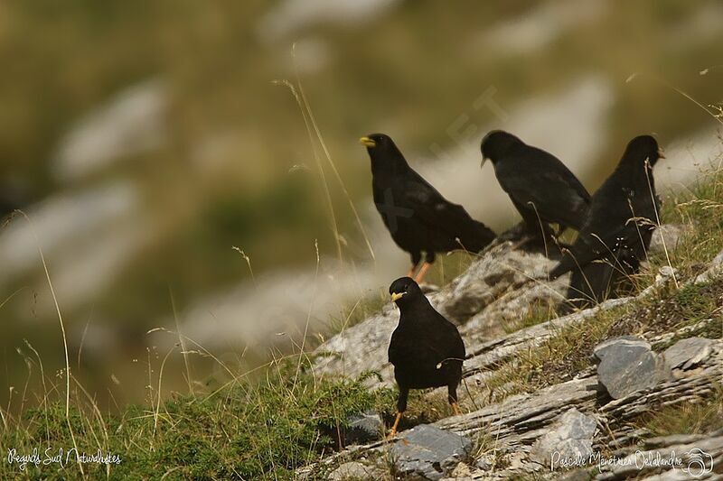 Alpine Chough