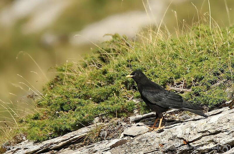 Alpine Chough