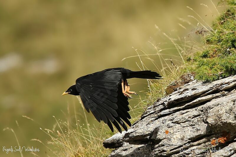 Alpine Chough